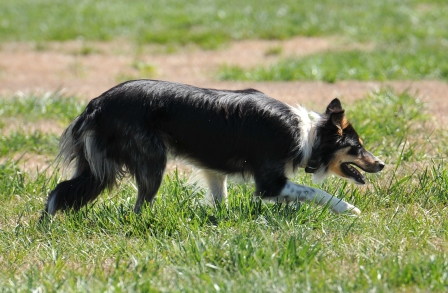 Sage - Normal hips, CEA Normal