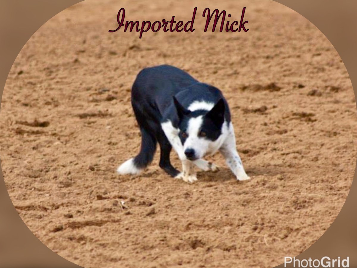 Imported Mick