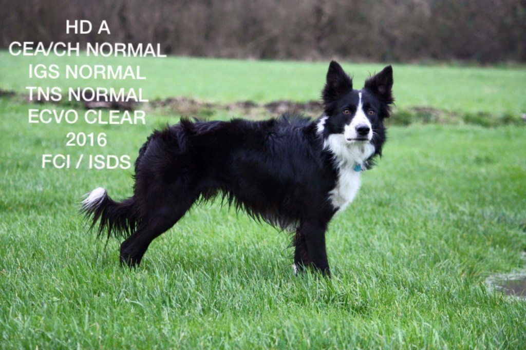 2018 Reserve Supreme International sheepdog champion