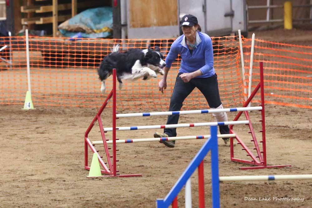 Border Collie Competition