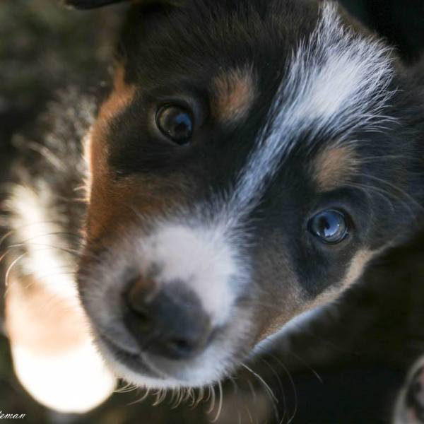 It’s Not “All In How You Raise Them”: The Role Of Genetics In&nbsp;Behavior