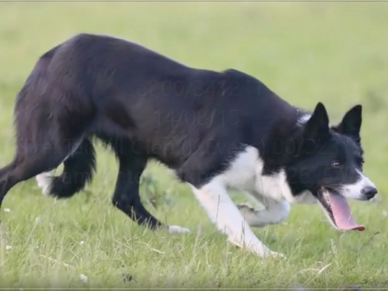 TBC’s Imported Jet