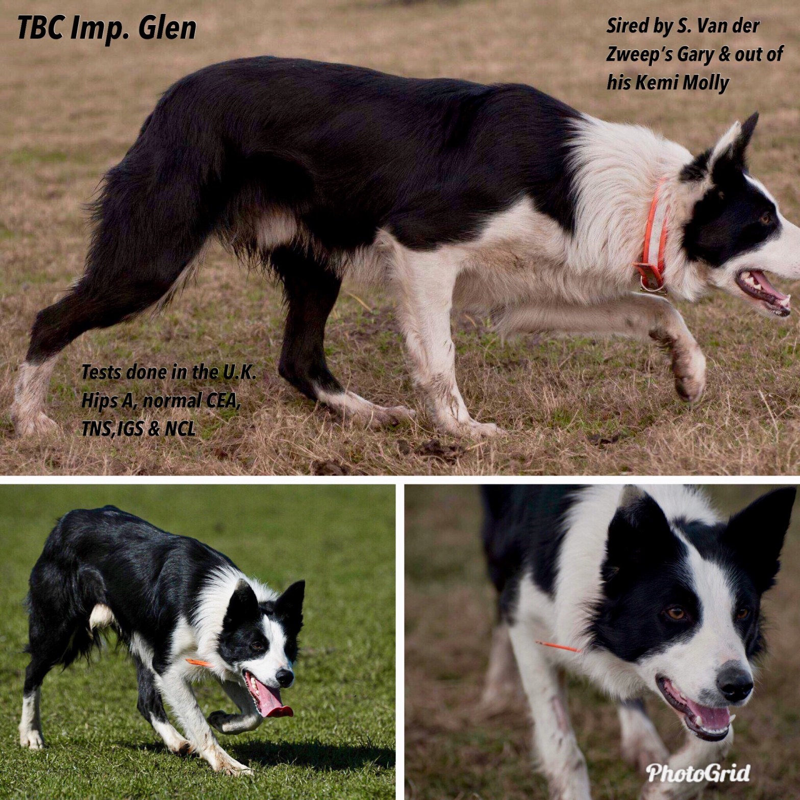 TBC’s Imported Glen